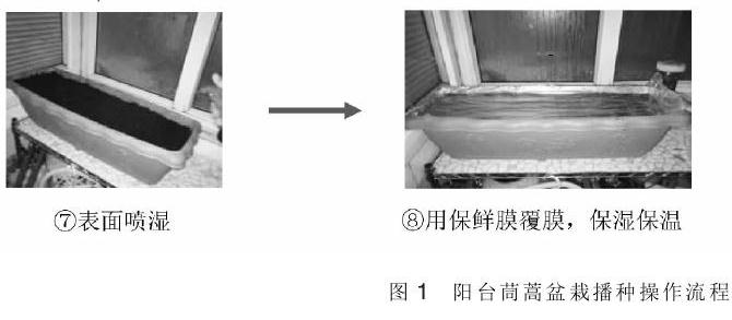 北京地区阳台盆栽茼蒿家庭养护技术