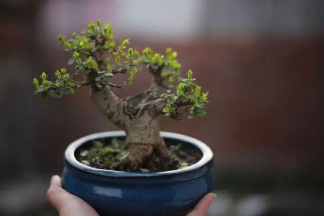 如何把扦插仅三年的真柏苗做成盆景?