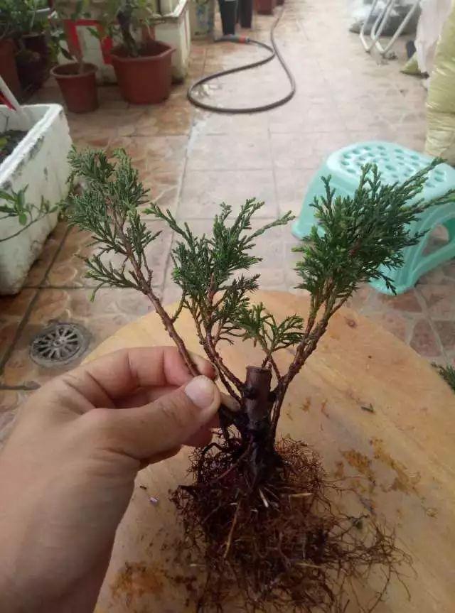 图解 如何把扦插3年的真柏苗做成盆景