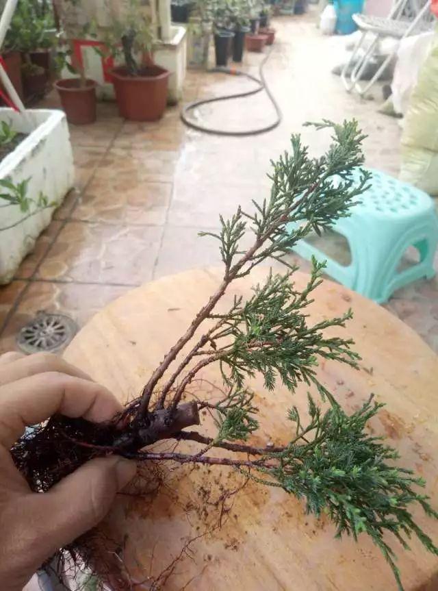 图解 如何把扦插3年的真柏苗做成盆景