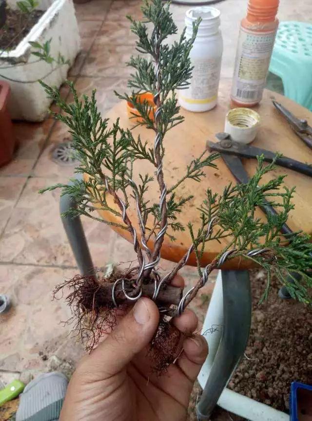 图解 如何把扦插3年的真柏苗做成盆景