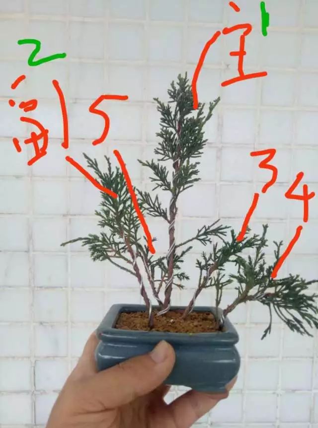 图解 如何把扦插3年的真柏苗做成盆景