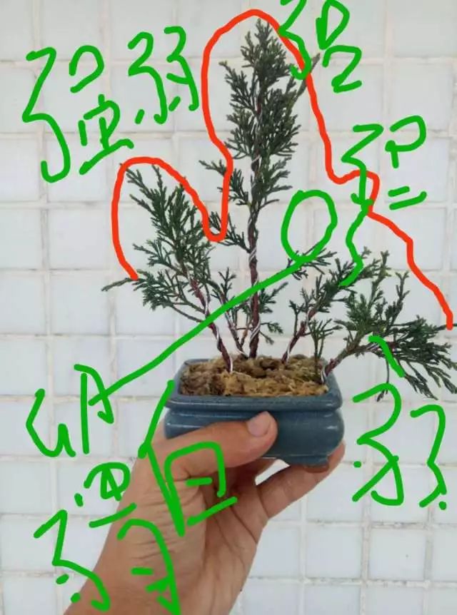 图解 如何把扦插3年的真柏苗做成盆景