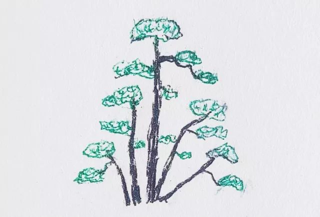 图解 如何把扦插3年的真柏苗做成盆景