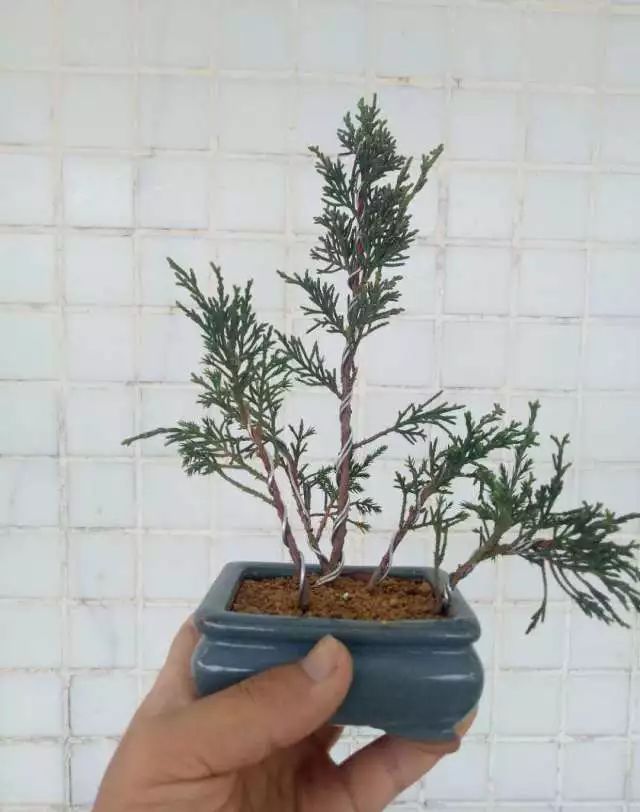 图解 如何把扦插3年的真柏苗做成盆景