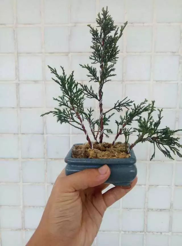 图解 如何把扦插3年的真柏苗做成盆景