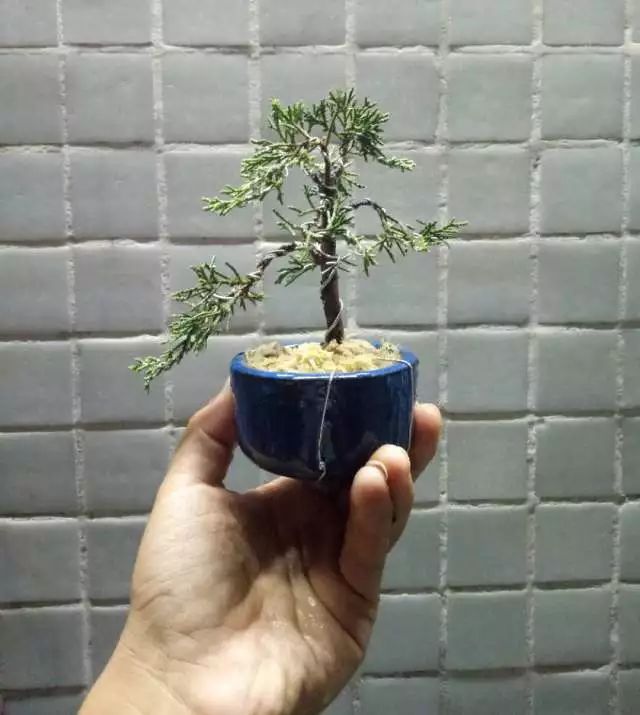 图解 如何把扦插3年的真柏苗做成盆景