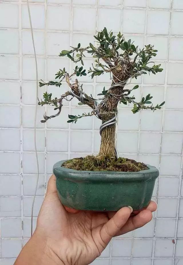 图解 如何把扦插3年的真柏苗做成盆景