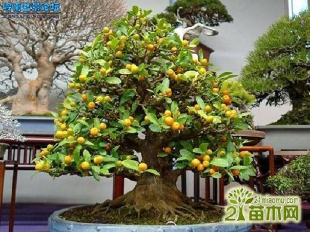 台州地区金豆盆景的栽培技术