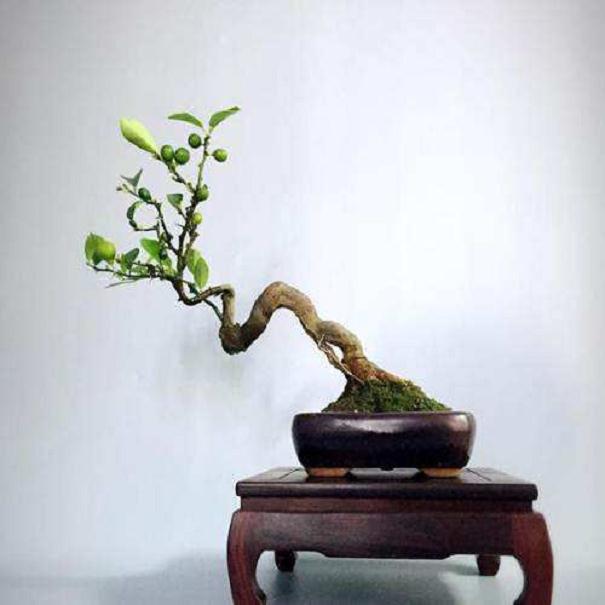 金豆盆景的山采栽培技术