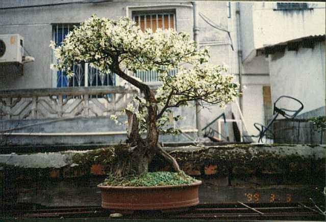 盆景材料的选择有着哪些严格的要求？