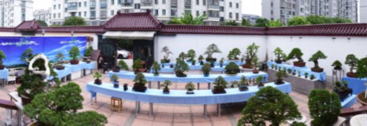 200余平方米的院子里摆放着百余盆景