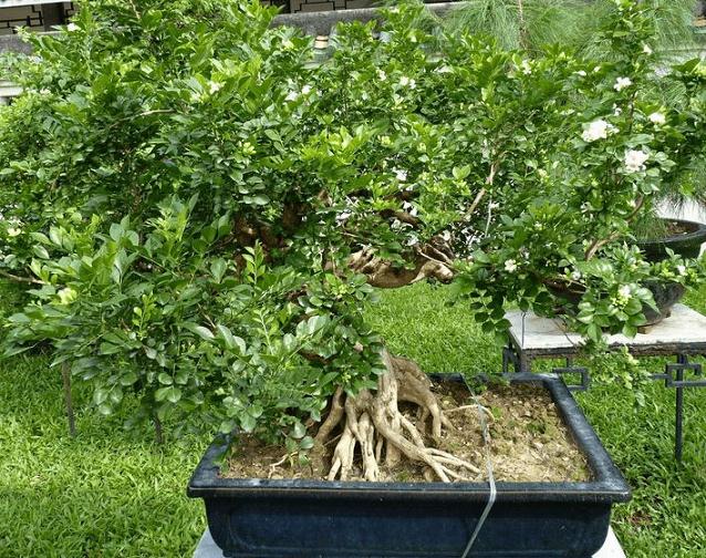 张大爷发现价值千余元的两个盆景 不翼而飞