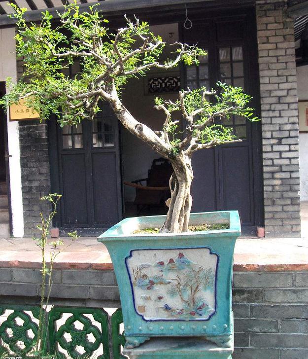 园艺盆景与书法艺术在北京丰台区园博园奇石馆交相辉映