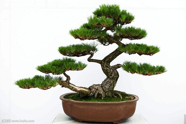 五针松树桩盆景制作及养护方法