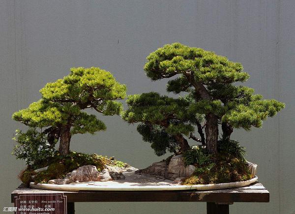 五针松树桩盆景制作及养护方法