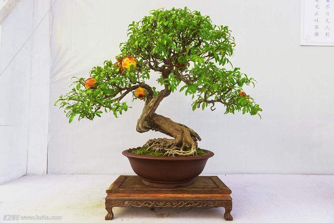 新型果树盆景栽培管理七法