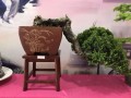 家门口的盆景展览会了解一下？