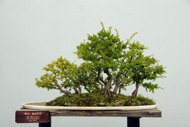 盆景栽培如何进行上盆翻盆及用土?