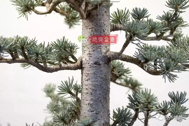 图解 如何将盆景稳固地蟠扎的7个方法