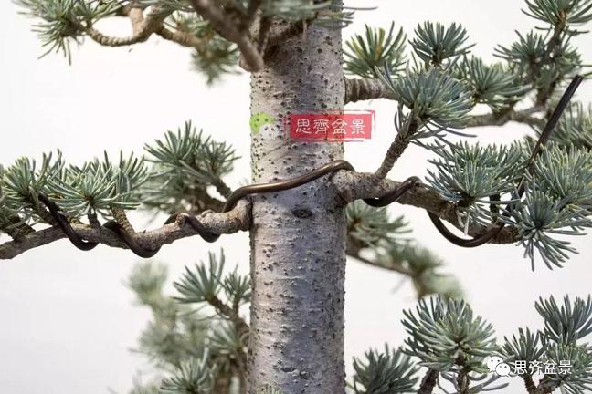 图解 如何将盆景稳固地蟠扎的7个方法