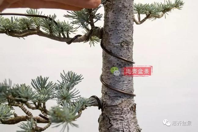 图解 如何将盆景稳固地蟠扎的7个方法