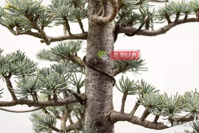 图解 如何将盆景稳固地蟠扎的7个方法