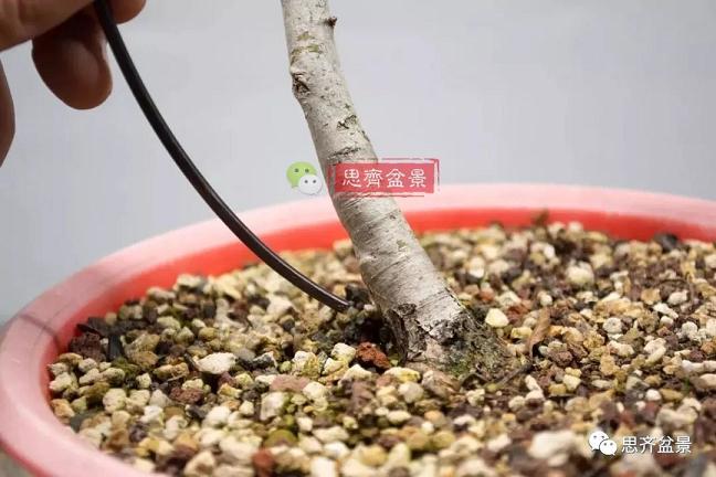 图解 如何将盆景稳固地蟠扎的7个方法