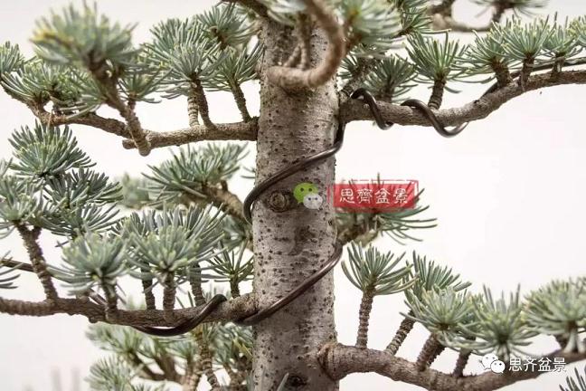 图解 如何将盆景稳固地蟠扎的7个方法