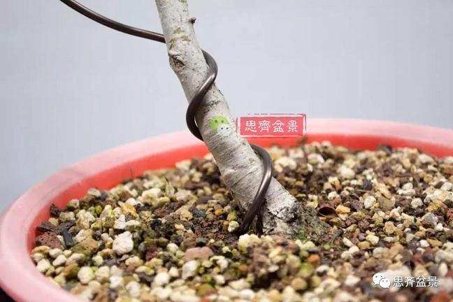 图解 如何将盆景稳固地蟠扎的7个方法