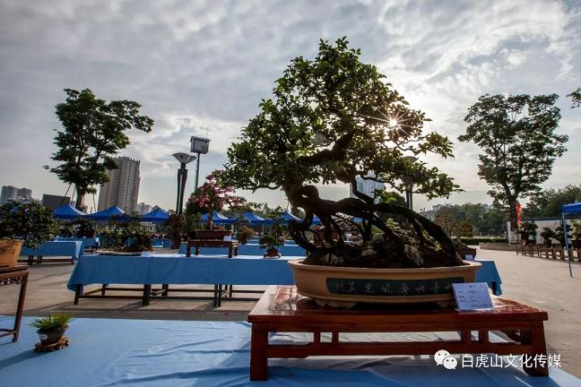 云南昊龙杯盆景奇石根艺精品邀请展将在鲁甸举行