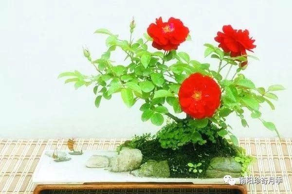 月季花的盆景制作方法简介