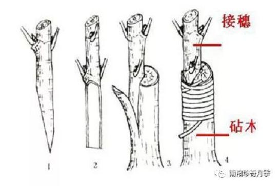 月季花的盆景制作方法简介