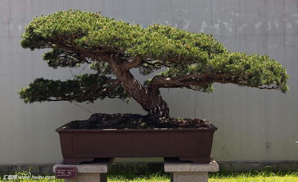 五年级作文:小盆景的自述