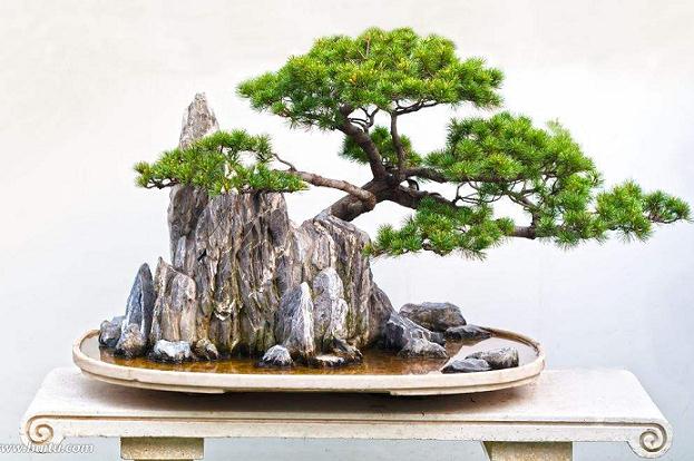 和大家交流一下我做附石盆景的3种体会