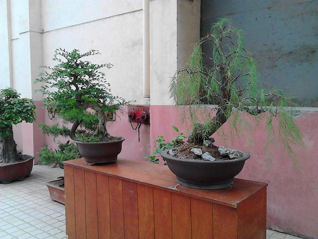 我对江门花卉市场的盆景 几乎都不满意