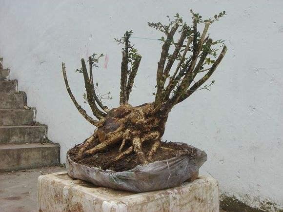 为什么夏季 冬季不易栽培下山桩?