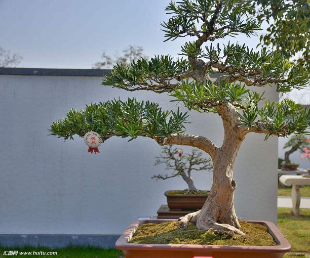 第一次接触盆景艺术在线 是因为自己没明白罗汉松的品种