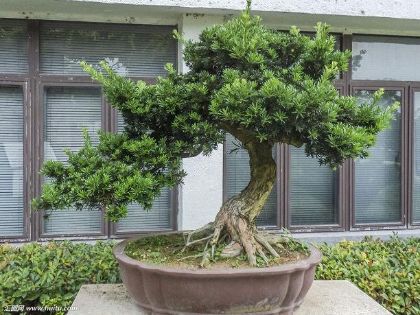 农村资源丰富 自己为何不尝试着盆景制作？