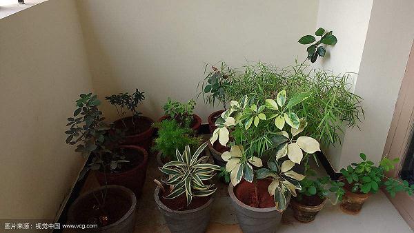 买了培育盆景的书籍 也有了能培育盆景的阳台