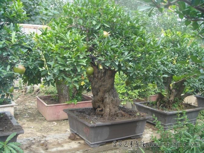 一个艺术品 漂亮 就这样我今天来到了盆景论坛