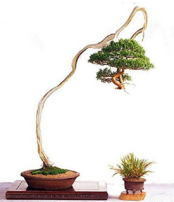 此生之惟愿 便是拥有自己的一个私家盆景园