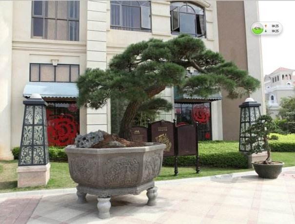 为什么市面上贩卖的盆景 都是生长旺盛繁茂？