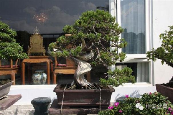 父亲迷上了盆景 成为很早的一批中国盆景艺术家协会的会员