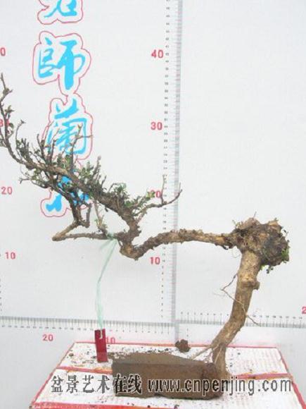 我的黄杨盆景要从这里开始 下面就是几张粗陋的图片