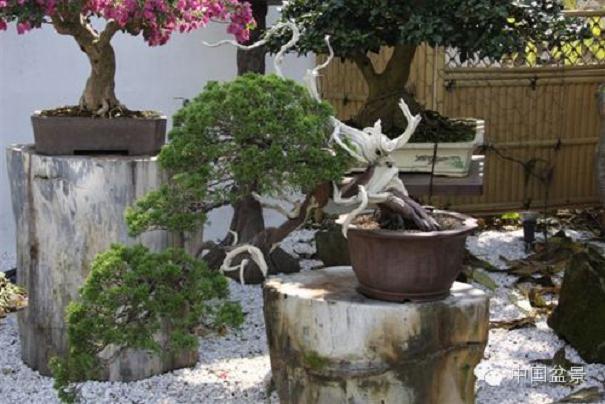 我后来订了花木盆景杂志 慢慢的就对盆景有了些了解