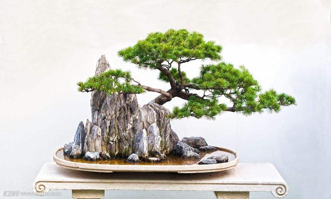 等入秋年底 我便开始我的附石盆景行动