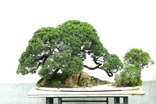 龙柏盆景扦插没活 而地柏却活了