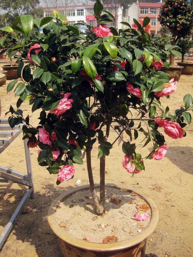 中国湖北五脑山首届茶花盆景展成功举办