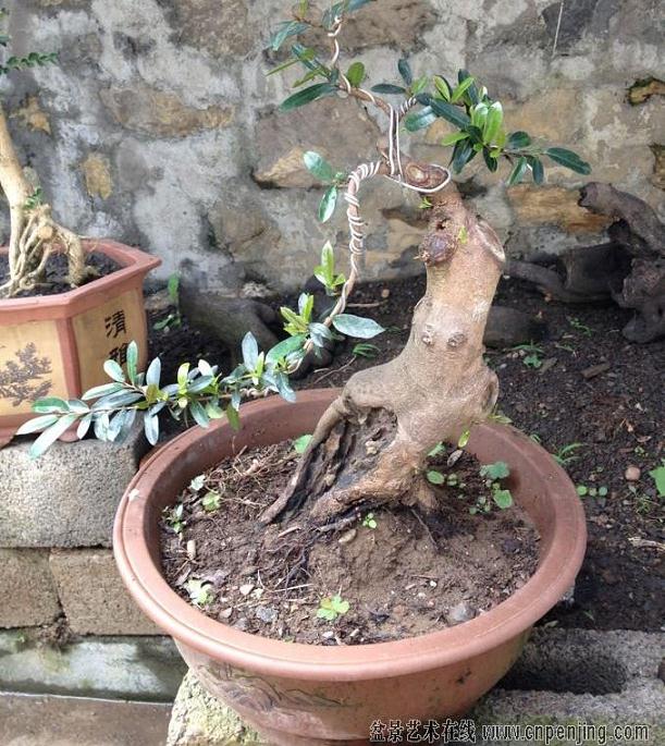 我的家乡越来越多的人依靠盆景发家致富了